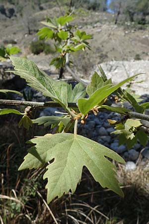 Platanus orientalis \ Orientalische Platane / Oriental Plane-Tree, Rhodos Moni Artamiti 27.3.2023