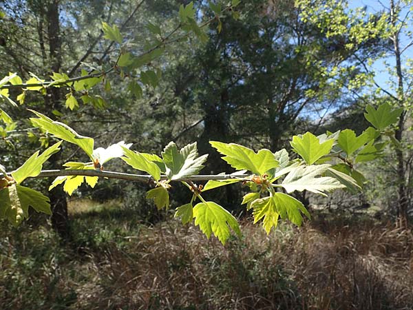 Platanus orientalis \ Orientalische Platane / Oriental Plane-Tree, Rhodos Moni Artamiti 27.3.2023