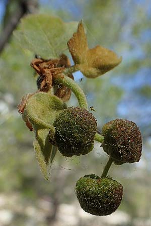 Platanus orientalis, Orientalische Platane