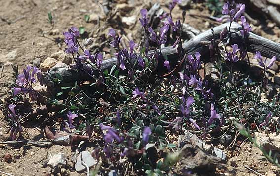 Polygala venulosa \ Geaderte Kreuzblume, Geadertes Kreuzbl&uuml;mchen / Eastern Milkwort, Rhodos/Rhodes Kattavia 21.3.2005