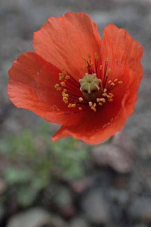 Papaver purpureomarginatum \ Rotrandiger Mohn, Rhodos Moni Artamiti 16.3.2023
