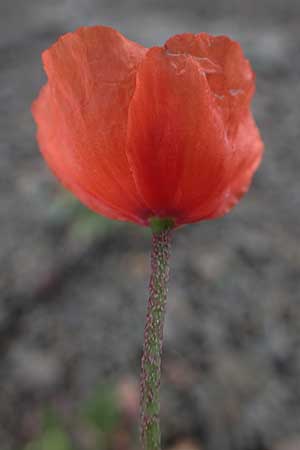 Papaver purpureomarginatum \ Rotrandiger Mohn, Rhodos Moni Artamiti 16.3.2023