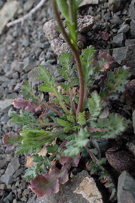 Papaver purpureomarginatum \ Rotrandiger Mohn, Rhodos Moni Artamiti 16.3.2023