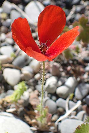 Papaver purpureomarginatum \ Rotrandiger Mohn, Rhodos Archangelos 26.3.2023