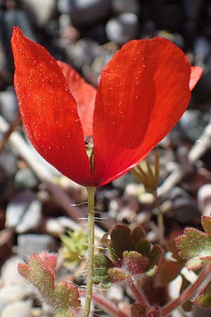 Papaver purpureomarginatum \ Rotrandiger Mohn, Rhodos Archangelos 26.3.2023