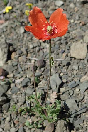 Papaver purpureomarginatum \ Rotrandiger Mohn, Rhodos Moni Artamiti 27.3.2023