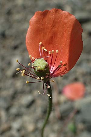 Papaver purpureomarginatum \ Rotrandiger Mohn, Rhodos Moni Artamiti 27.3.2023