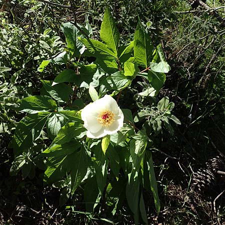 Paeonia clusii subsp. rhodia \ Rhodische Pfingstrose / Rhodian Peony, Rhodos/Rhodes Profitis Ilias 25.3.2019