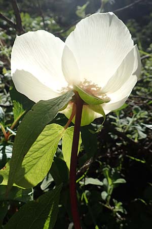 Paeonia clusii subsp. rhodia \ Rhodische Pfingstrose / Rhodian Peony, Rhodos/Rhodes Profitis Ilias 25.3.2019