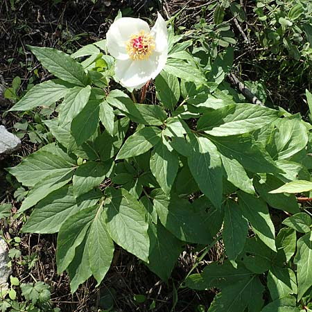 Paeonia clusii subsp. rhodia \ Rhodische Pfingstrose / Rhodian Peony, Rhodos/Rhodes Profitis Ilias 25.3.2019