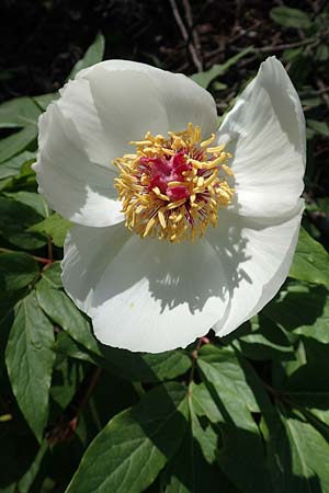 Paeonia clusii subsp. rhodia \ Rhodische Pfingstrose / Rhodian Peony, Rhodos/Rhodes Profitis Ilias 25.3.2019