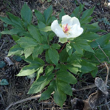 Paeonia clusii subsp. rhodia \ Rhodische Pfingstrose / Rhodian Peony, Rhodos/Rhodes Profitis Ilias 25.3.2019