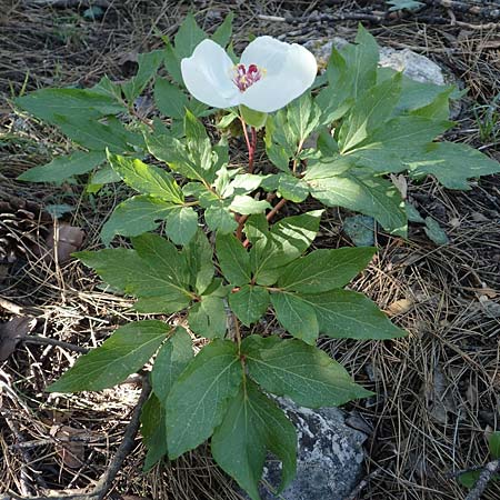 Paeonia clusii subsp. rhodia \ Rhodische Pfingstrose / Rhodian Peony, Rhodos/Rhodes Profitis Ilias 25.3.2019