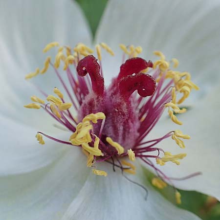 Paeonia clusii subsp. rhodia \ Rhodische Pfingstrose / Rhodian Peony, Rhodos/Rhodes Profitis Ilias 25.3.2019