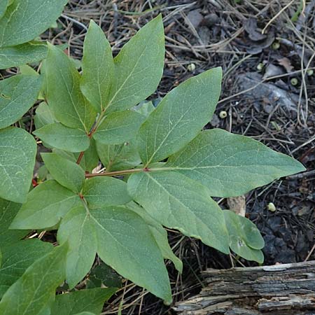 Paeonia clusii subsp. rhodia \ Rhodische Pfingstrose / Rhodian Peony, Rhodos/Rhodes Profitis Ilias 25.3.2019