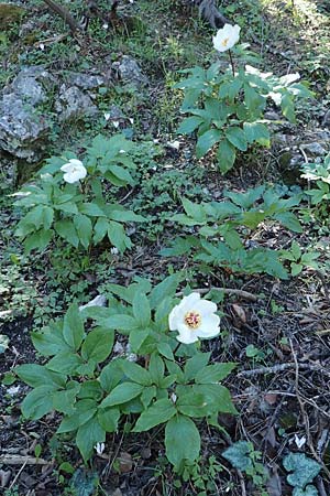 Paeonia clusii subsp. rhodia \ Rhodische Pfingstrose / Rhodian Peony, Rhodos/Rhodes Profitis Ilias 25.3.2019