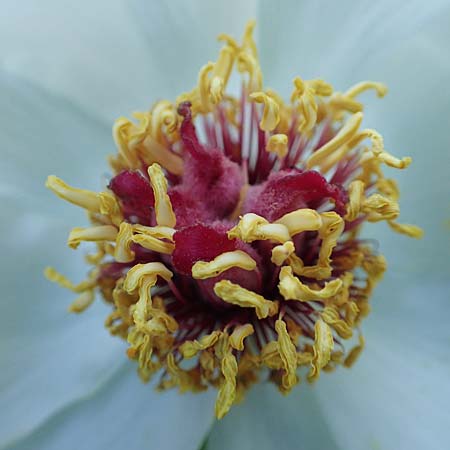 Paeonia clusii subsp. rhodia \ Rhodische Pfingstrose / Rhodian Peony, Rhodos/Rhodes Profitis Ilias 25.3.2019