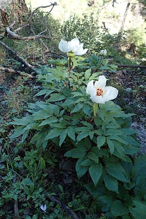 Paeonia clusii subsp. rhodia \ Rhodische Pfingstrose / Rhodian Peony, Rhodos/Rhodes Profitis Ilias 25.3.2019