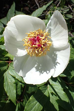 Paeonia clusii subsp. rhodia \ Rhodische Pfingstrose / Rhodian Peony, Rhodos/Rhodes Profitis Ilias 25.3.2019