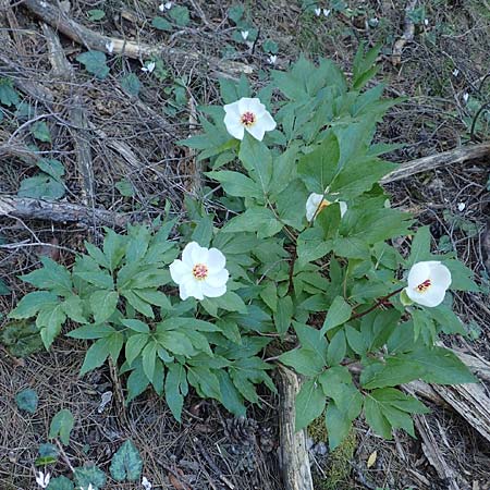 Paeonia clusii subsp. rhodia \ Rhodische Pfingstrose / Rhodian Peony, Rhodos/Rhodes Profitis Ilias 25.3.2019