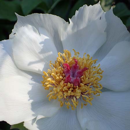 Paeonia clusii subsp. rhodia \ Rhodische Pfingstrose / Rhodian Peony, Rhodos/Rhodes Profitis Ilias 25.3.2019