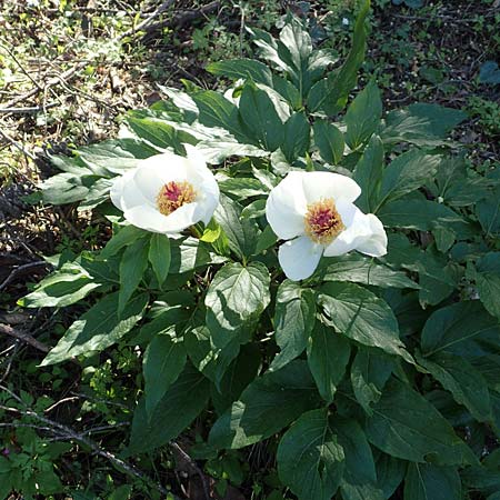 Paeonia clusii subsp. rhodia \ Rhodische Pfingstrose / Rhodian Peony, Rhodos/Rhodes Profitis Ilias 25.3.2019