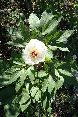 Paeonia clusii subsp. rhodia \ Rhodische Pfingstrose / Rhodian Peony, Rhodos/Rhodes Profitis Ilias 25.3.2019