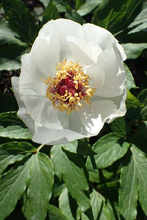 Paeonia clusii subsp. rhodia \ Rhodische Pfingstrose / Rhodian Peony, Rhodos/Rhodes Profitis Ilias 25.3.2019