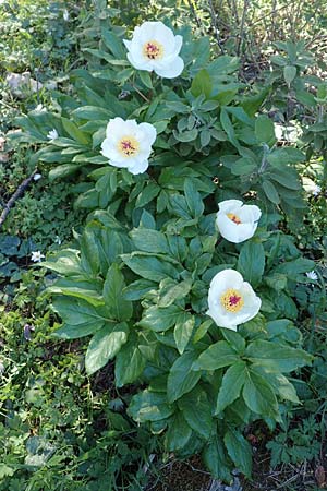 Paeonia clusii subsp. rhodia \ Rhodische Pfingstrose / Rhodian Peony, Rhodos/Rhodes Profitis Ilias 25.3.2019