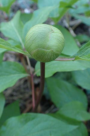 Paeonia clusii subsp. rhodia \ Rhodische Pfingstrose / Rhodian Peony, Rhodos/Rhodes Profitis Ilias 25.3.2019
