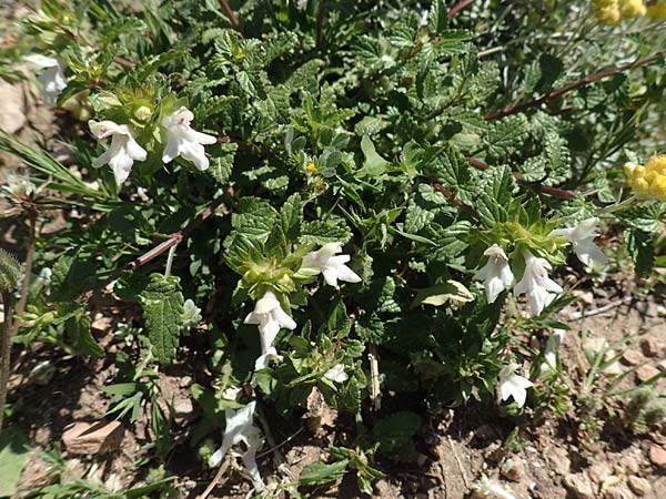 Prasium majus \ Groer Klippenziest / Great Hedge Nettle, Rhodos Prasonisi 26.3.2019