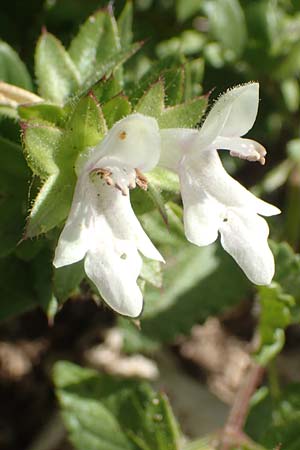 Prasium majus \ Groer Klippenziest / Great Hedge Nettle, Rhodos Prasonisi 26.3.2019