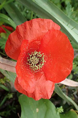 Papaver rhoeas \ Klatsch-Mohn / Common Poppy, Rhodos Tsambika 30.3.2019