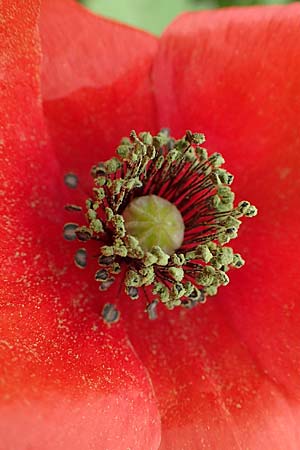 Papaver rhoeas \ Klatsch-Mohn / Common Poppy, Rhodos Tsambika 30.3.2019