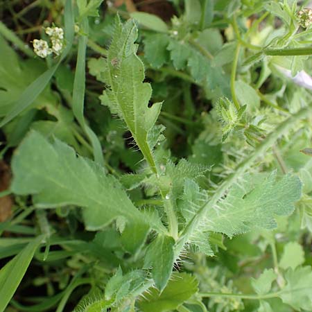 Papaver rhoeas \ Klatsch-Mohn / Common Poppy, Rhodos Tsambika 30.3.2019