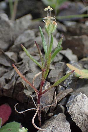 Plantago afra \ Flohsamen-Wegerich / Fleawort, Rhodos/Rhodes Moni Artamiti 16.3.2023