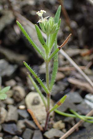 Plantago afra, Flohsamen-Wegerich