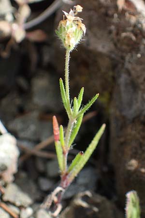 Plantago afra \ Flohsamen-Wegerich / Fleawort, Rhodos/Rhodes Moni Artamiti 16.3.2023