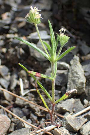 Plantago afra \ Flohsamen-Wegerich / Fleawort, Rhodos/Rhodes Moni Artamiti 16.3.2023