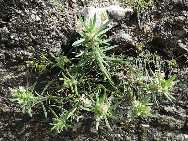 Plantago afra \ Flohsamen-Wegerich / Fleawort, Rhodos/Rhodes Archangelos 17.3.2023