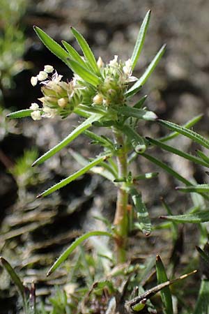 Plantago afra \ Flohsamen-Wegerich / Fleawort, Rhodos/Rhodes Archangelos 17.3.2023