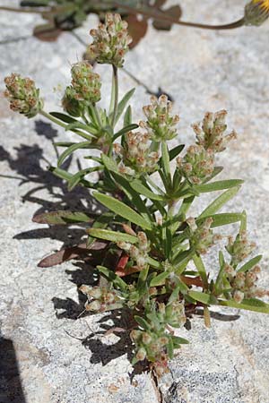 Plantago afra \ Flohsamen-Wegerich / Fleawort, Rhodos/Rhodes Lindos 20.3.2023