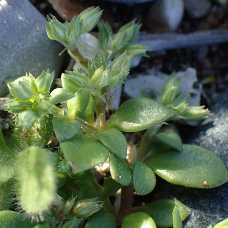 Polycarpon tetraphyllum \ Vierblttriges Nagelkraut / Four-Leaved Allseed, Rhodos Haraki 15.3.2023