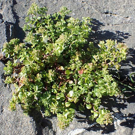 Polycarpon tetraphyllum \ Vierblttriges Nagelkraut / Four-Leaved Allseed, Rhodos Lindos 20.3.2023
