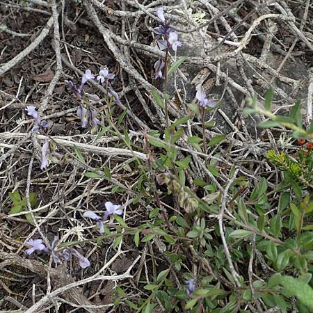 Polygala venulosa \ Geaderte Kreuzblume, Geadertes Kreuzbl&uuml;mchen / Eastern Milkwort, Rhodos/Rhodes Kattavia 1.4.2019
