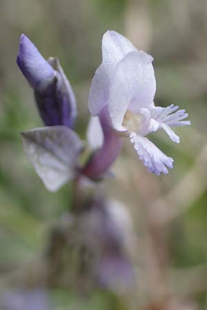 Polygala venulosa \ Geaderte Kreuzblume, Geadertes Kreuzbl&uuml;mchen / Eastern Milkwort, Rhodos/Rhodes Kattavia 1.4.2019