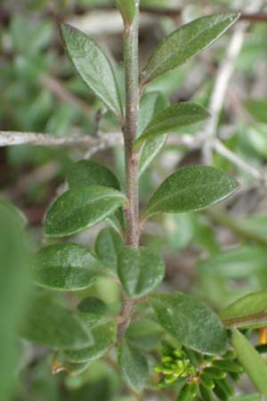 Polygala venulosa \ Geaderte Kreuzblume, Geadertes Kreuzbl&uuml;mchen / Eastern Milkwort, Rhodos/Rhodes Kattavia 1.4.2019