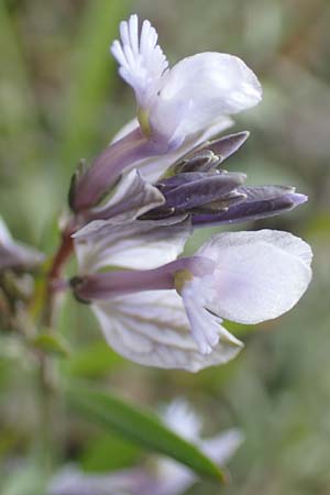 Polygala venulosa \ Geaderte Kreuzblume, Geadertes Kreuzbl&uuml;mchen / Eastern Milkwort, Rhodos/Rhodes Kattavia 1.4.2019