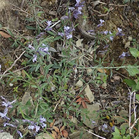 Polygala venulosa \ Geaderte Kreuzblume, Geadertes Kreuzbl&uuml;mchen / Eastern Milkwort, Rhodos/Rhodes Kattavia 1.4.2019
