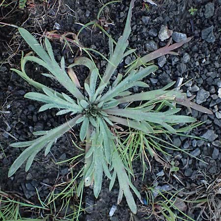 Plantago weldenii \ Niederliegender Kr&auml;henfu&szlig;-Wegerich / Buck's-horn Plantain, Rhodos/Rhodes Laerma 19.3.2023